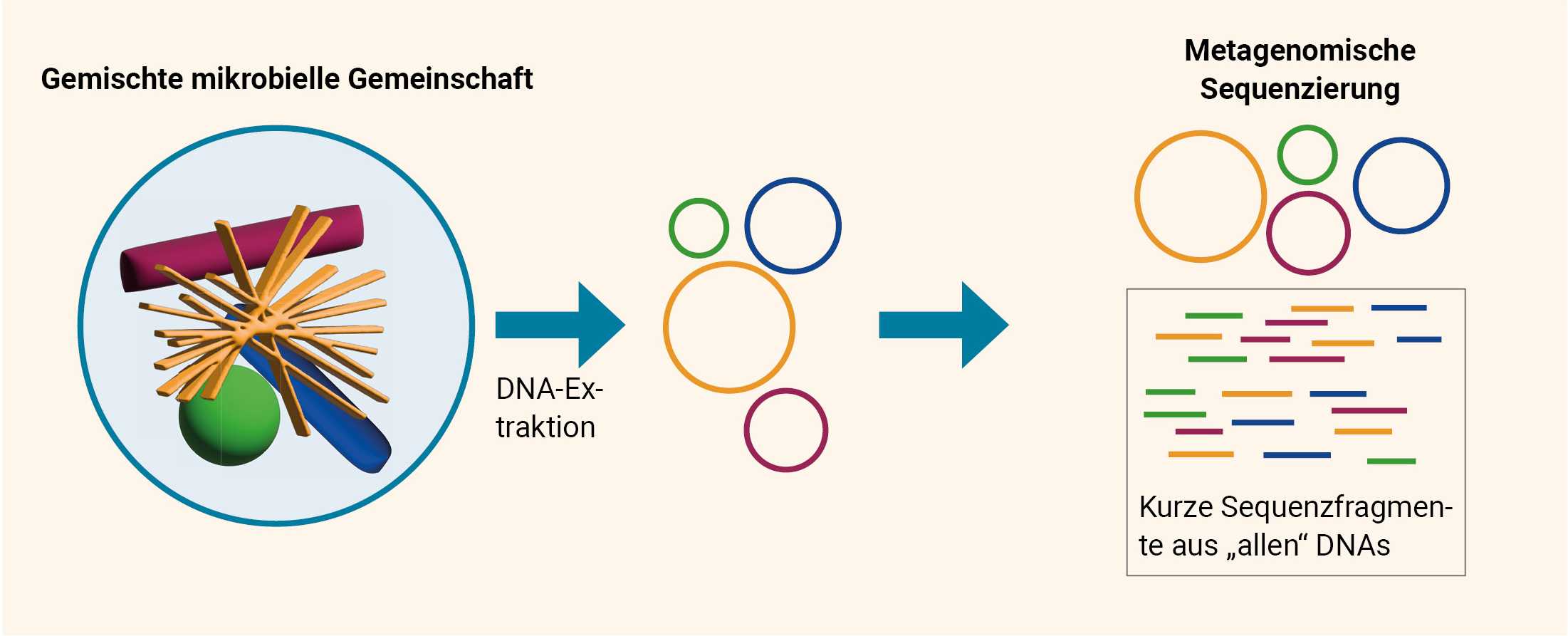 Illustration zeigt links den Text 'Gemischte mikrobelle Gemeinschaft', dargestellt durch vier unterschiedliche Formen in vier verschiedenen Farben. Daneben ein Pfeil mit der Beschriftung'DNA-Extraktion', der auf vier unterschiedlich große Kreise in den selben vier Farben zeigt. Ein weiterer Pfeil zeigt auf den Text 'Metagenomische Sequenzierung', darunter die vier Kreise und darunter ein Kasten mit vielen kürzeren Strichen in den selben vier Farben. Dabei steht der Text 'Kurze Sequenzfragmente aus 'allen' DNAs'.