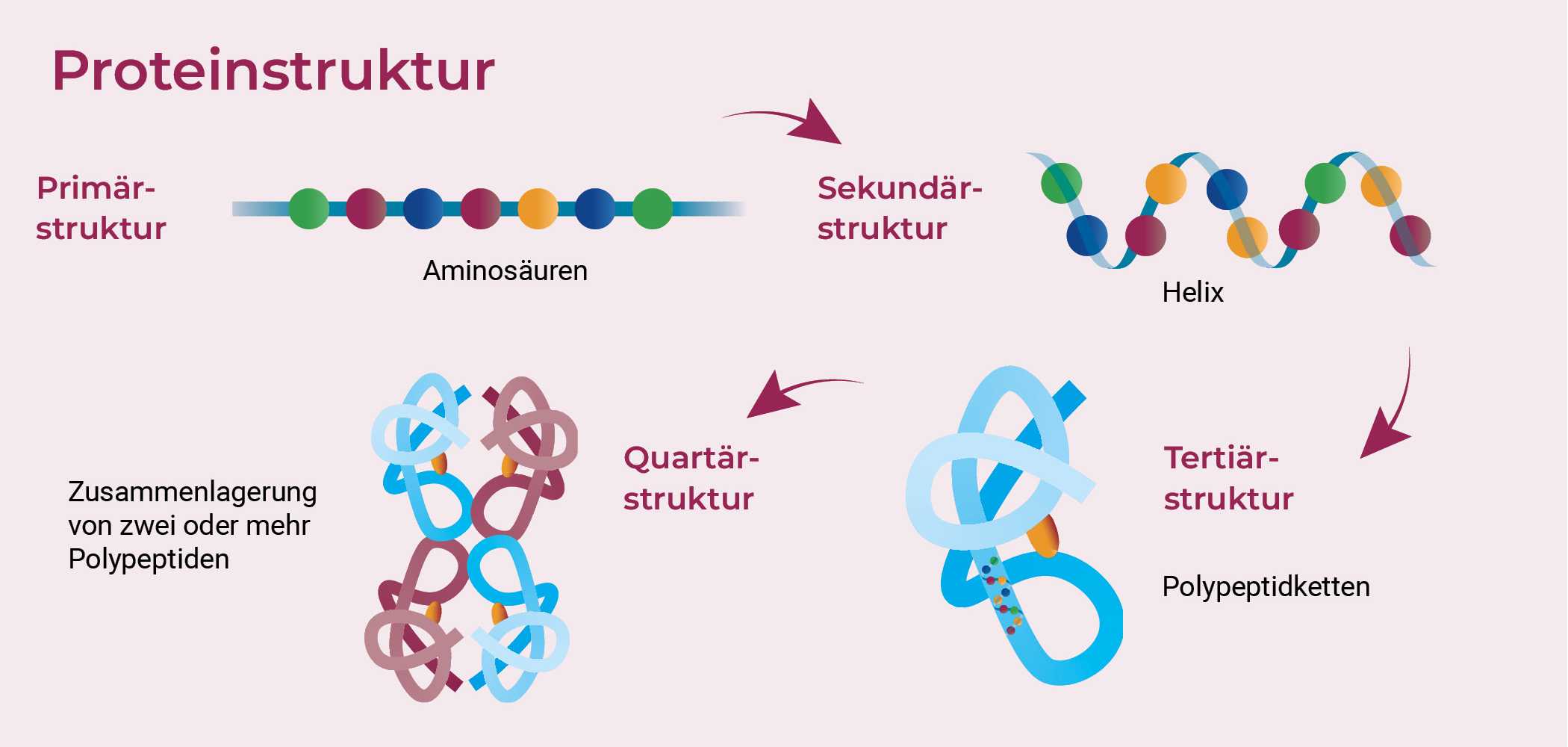 Ein Diagramm, das die hierarchischen Ebenen der Proteinstruktur veranschaulicht. 1. Primärstruktur: Eine lineare Abfolge von Aminosäuren. 2. Sekundärstruktur: Die Abfolge faltet sich zu regelmäßigen Mustern wie Alpha-Helices und Beta-Faltblättern. 3. Tertiärstruktur: Die gesamte dreidimensionale Form eines einzelnen Proteinmoleküls, die durch die Faltung der Sekundärstrukturen zu einer kompakten globulären Form entsteht. 4. Quartärstruktur: Der Zusammenschluss von zwei oder mehr Polypeptidketten, der zeigt, wie mehrere Tertiärstrukturen zusammenkommen, um einen funktionellen Proteinkomplex zu bilden. Das Diagramm veranschaulicht den Übergang von der Primär- zur Quartärstruktur und verdeutlicht die Komplexität der Proteinfaltung und des Proteinzusammenbaus.