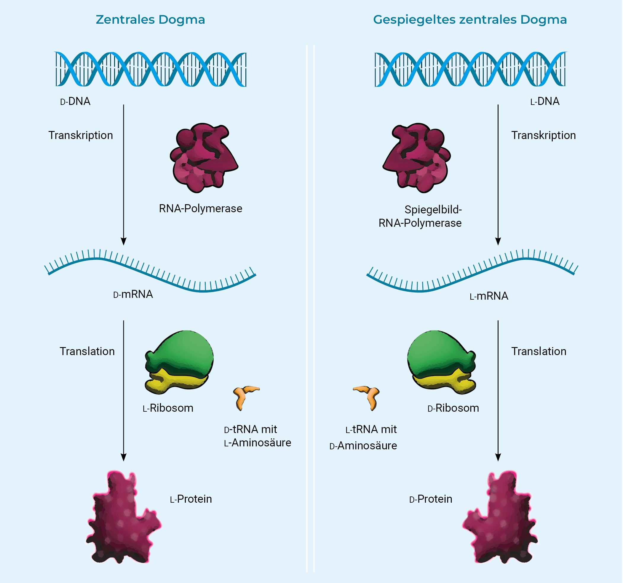 Ein Vergleichsdiagramm, das das zentrale Dogma der Molekularbiologie und dessen gespiegeltes Gegenstück zeigt. Auf der linken Seite ist das traditionelle zentrale Dogma dargestellt: D-DNA wird durch RNA-Polymerase in D-mRNA transkribiert, die von L-Ribosomen mit Hilfe von D-tRNA, die L-Aminosäuren trägt, in L-Proteine translatiert. Auf der rechten Seite ist das gespiegelte zentrale Dogma dargestellt: L-DNA wird durch spiegelbildliche RNA-Polymerase in L-mRNA transkribiert, die von D-Ribosomen mit Hilfe von L-tRNA, die D-Aminosäuren trägt, in D-Proteine translatiert. Das Diagramm verdeutlicht den Fluss der genetischen Information in natürlichen und gespiegelten biologischen Systemen.