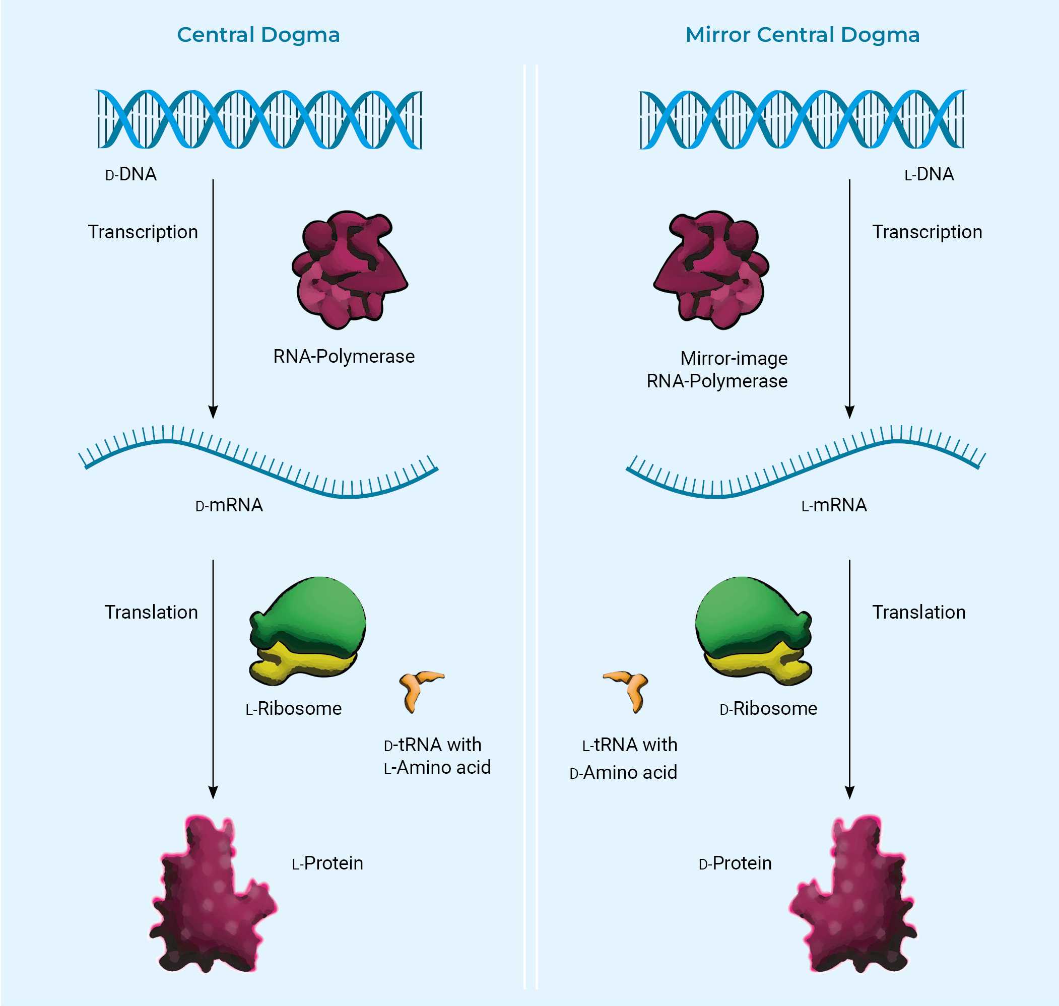 A comparative diagram illustrating the central dogma of molecular biology and its mirrored counterpart. The left side shows the traditional central dogma: D-DNA is transcribed into D-mRNA by RNA polymerase, translated by L-ribosomes into L-proteins with the help of D-tRNA carrying L-amino acids. The right side shows the mirrored central dogma: L-DNA is transcribed into L-mRNA by mirror-image RNA polymerase, translated by D-ribosomes into D-proteins with the help of L-tRNA carrying D-amino acids. The diagram highlights the flow of genetic information in both natural and mirrored biological systems.