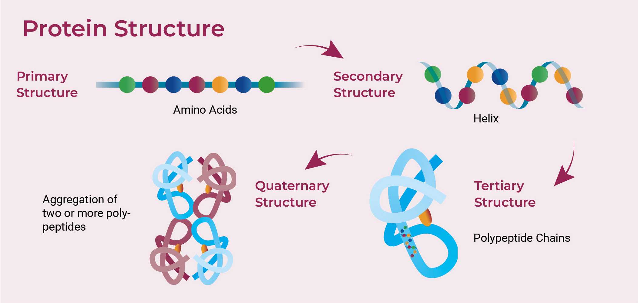 A diagram illustrating the hierarchical levels of protein structure. 1.	Primary Structure: A linear sequence of amino acids. 2.	Secondary Structure: The sequence folds into regular patterns such as alpha-helices and beta-pleated sheets. 3.	Tertiary Structure: The overall three-dimensional shape of a single protein molecule, formed by the folding of secondary structures into a compact globular form. 4.	Quaternary Structure: The assembly of two or more polypeptide chains, showing how multiple tertiary structures come together to form a functional protein complex. The diagram visually represents the progression from primary to quaternary structure, highlighting the complexity of protein folding and assembly.