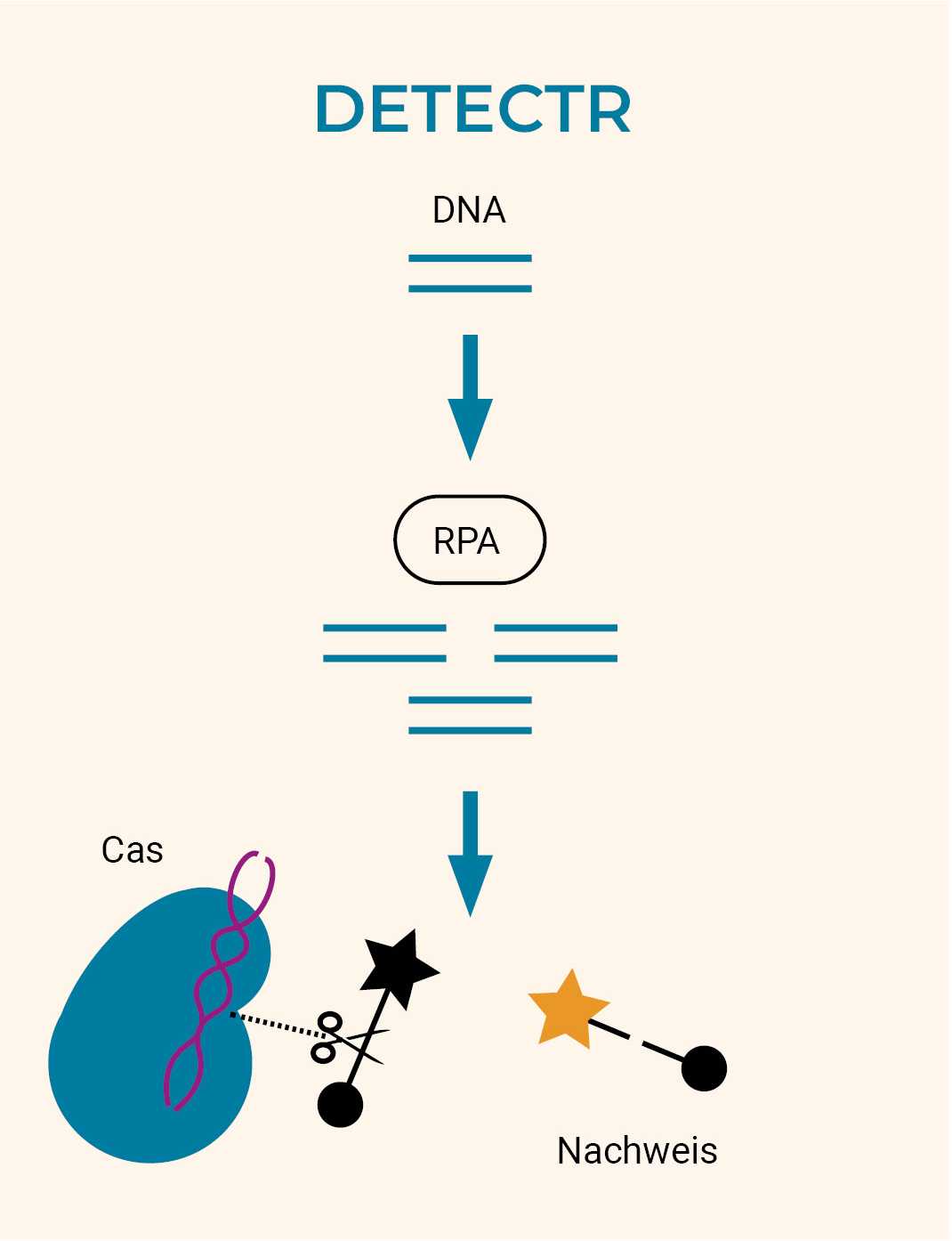 Eine Illustration von DETECTR. Dabei steht ganz oben 'DNA' und darunter sind zwei horizontale Striche dargestellt. Davon führt ein Pfeil runter zum Text 'RPA' und darunter sind sechs horizontale Striche wovon 4 nebeneinander sind und zwei darunter. Davon führt wieder ein Pfeil nach unten zu einer blauen Form, in der ein lila dargestellter DNA-Strang sichtbar ist mit der Beschriftung 'Cas'. Von der blauen Form geht eine gestrichelte Linie aus, an deren Ende eine kleine Schere ist. Die Schere zerschneidet die Verbindung zwischen einem schwarzen Stern-Symbol und einem schwarzen Kreis. Daneben sieht man das Ergebnis des Schnitts: ein gelbes Stern-Symbol mit einem kurzen Strich, daneben ein kurzer Strich, der zu einem schwarzen Kreis führt. Darunter steht 'Nachweis'.